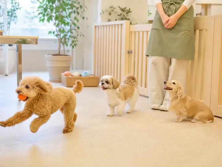 プレイルームで遊ぶ犬たち